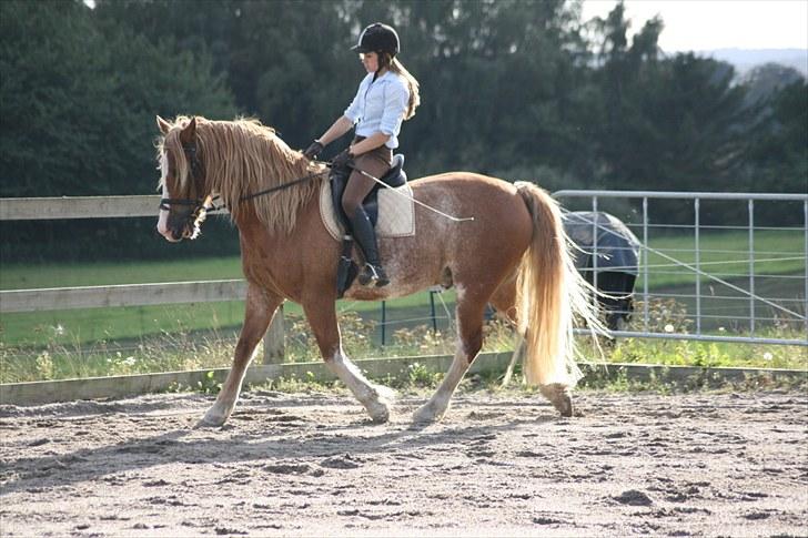 Welsh Cob (sec D) Thibaud |Stjernen|  - Ingen kan gå som dig, min drømme hest.  billede 6