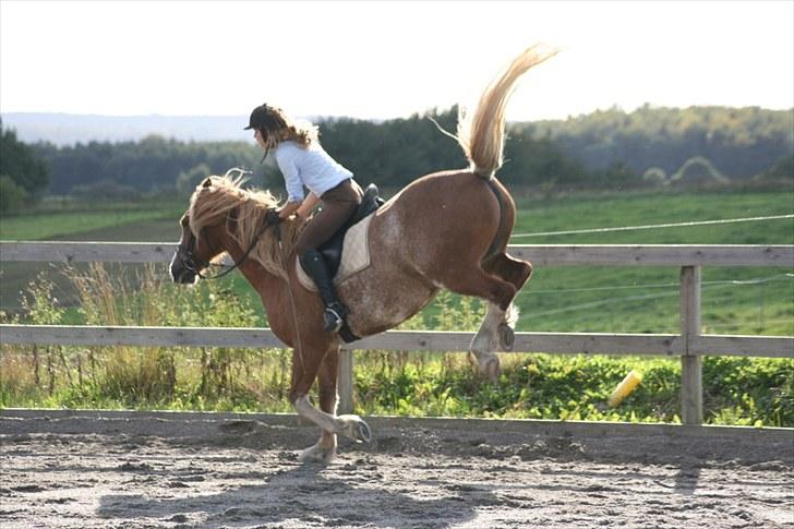 Welsh Cob (sec D) Thibaud |Stjernen|  - Hahah, ja ligeså sød som han kan ud, ligeså strid kan han være :D | Fotograf: ©AM. billede 8