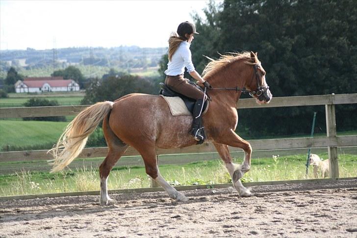 Welsh Cob (sec D) Thibaud |Stjernen|  - Dressur træning d. 13.9.10 | Fotograf: ©AM. billede 9