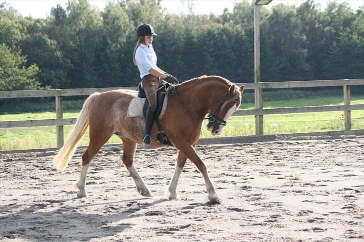 Welsh Cob (sec D) Thibaud |Stjernen|  - Dressur træning d. 13.9.10 | Fotograf: ©AM. billede 10