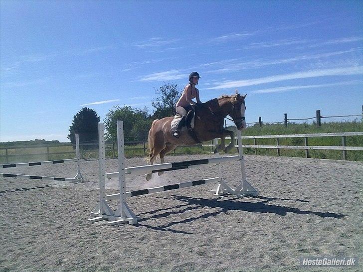 Welsh Cob (sec D) Thibaud |Stjernen|  - Dressurhesten der spring omkring 120 :b Ihh hvor jeg stolt min egen bubu mand <3 billede 11