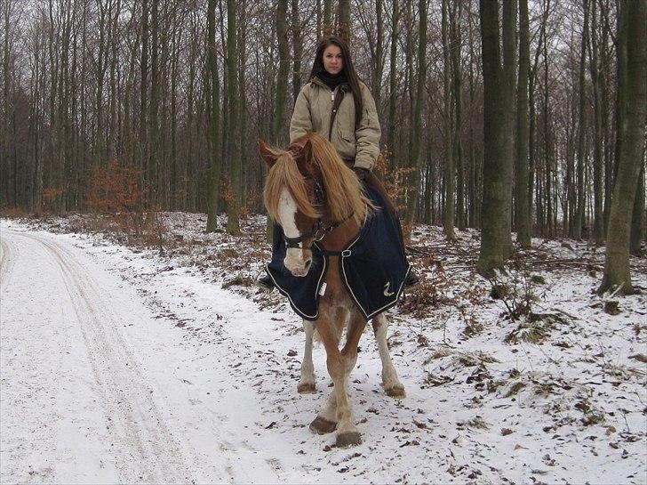 Welsh Cob (sec D) Thibaud |Stjernen|  - Med dig kan jeg alt.. | Bubu og mig i skoven en vinter eftermiddag - Tjek lige de lækre krydsede ben han kan lave ;-)  billede 12