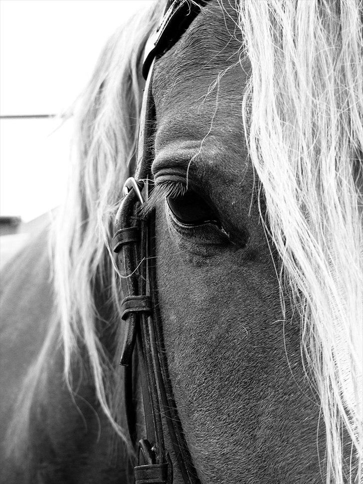 Welsh Cob (sec D) Thibaud |Stjernen|  - Look in my eyes and tell me what you see. billede 13