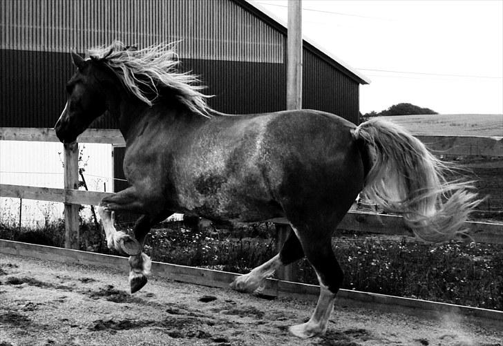 Welsh Cob (sec D) Thibaud |Stjernen|  - Drengen løs på banen :-) billede 14