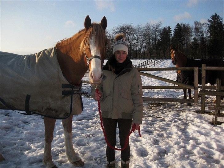 Welsh Cob (sec D) Thibaud |Stjernen|  - Mig og min dejlige bebser i vinter vejret! :-) Foto: Sidsel harre. billede 15