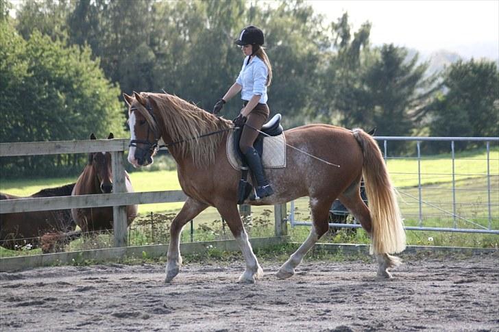 Welsh Cob (sec D) Thibaud |Stjernen|  - Dressur træning d. 13.9.10 | Fotograf: ©AM. billede 16