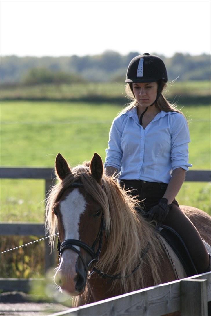 Welsh Cob (sec D) Thibaud |Stjernen|  - Du er elsket Thibaud. billede 17