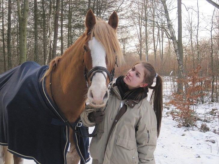 Welsh Cob (sec D) Thibaud |Stjernen|  - Thibaud og Victoria i skoven d. 29/1.2011 :-)  billede 18