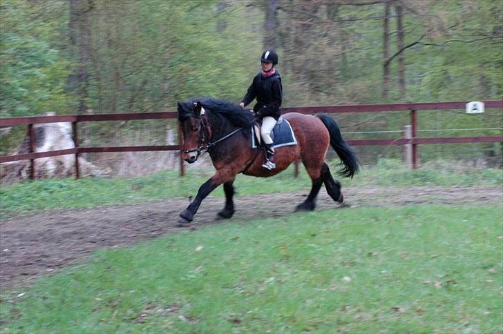 Nordsvensk Skovhest Lukas billede 18