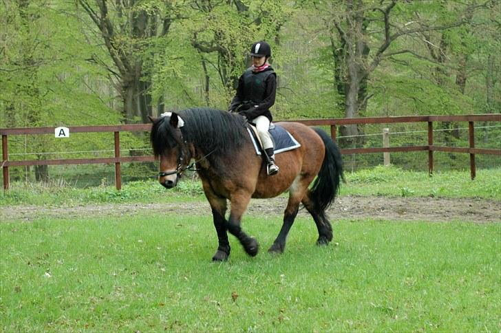 Nordsvensk Skovhest Lukas billede 19