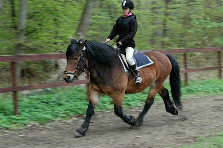 Nordsvensk Skovhest Lukas billede 20