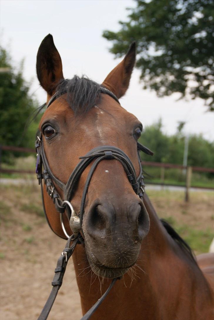 Tysk Sportspony Arking Jump - Velkommen til Arkings profil(-; Foto: Mette, d. 10/08/10. billede 1