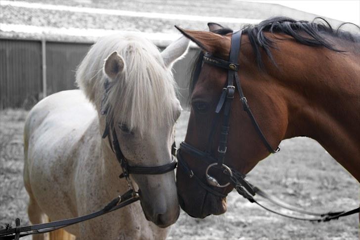 Tysk Sportspony Arking Jump - De to bøsser, de er så søde(-; Foto: Mette, d. 10/08/10. billede 3