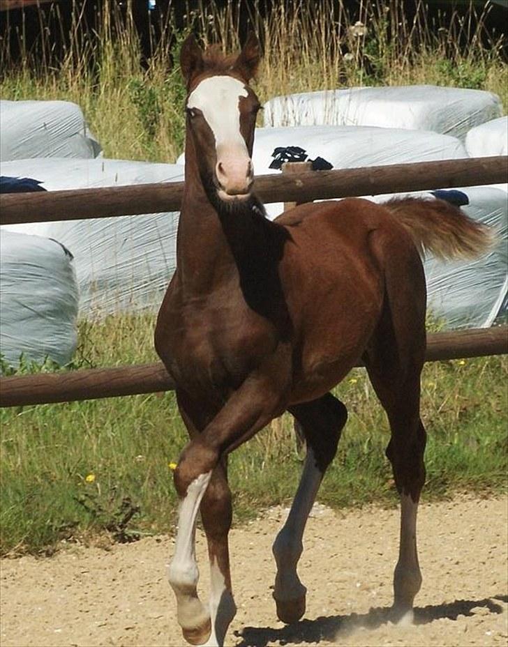 Anden særlig race Ronaldo - 3 mdr. billede 4