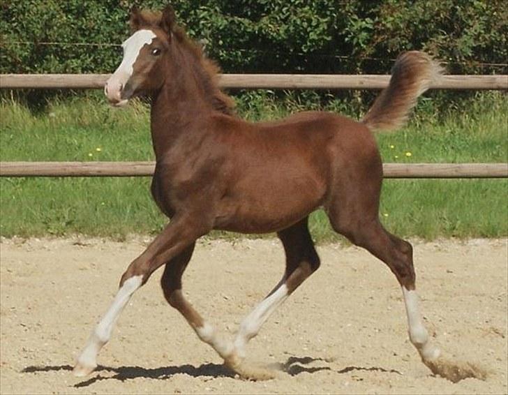 Anden særlig race Ronaldo - 3 mdr. billede 5