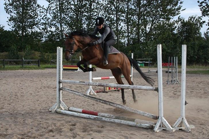 Tysk Sportspony Arking Jump - Du ta´r mig tættere på himlen! 2. gang vi springer(; Foto: Camilla, d. 08/09/10. billede 5