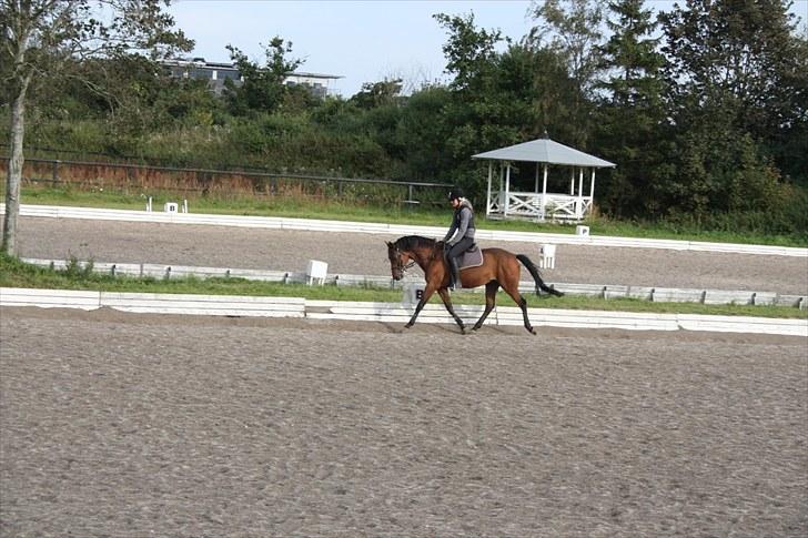 Tysk Sportspony Arking Jump - Hesten traves af!(-; Foto: Camilla, d. 08/09/10. billede 6