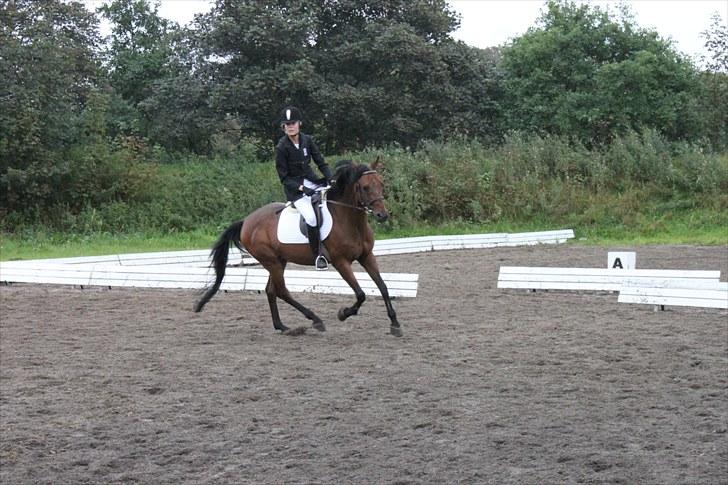 Tysk Sportspony Arking Jump - Opvarmning til ULE på SBR(-; Foto: Mor, d. 12/09/10. billede 7