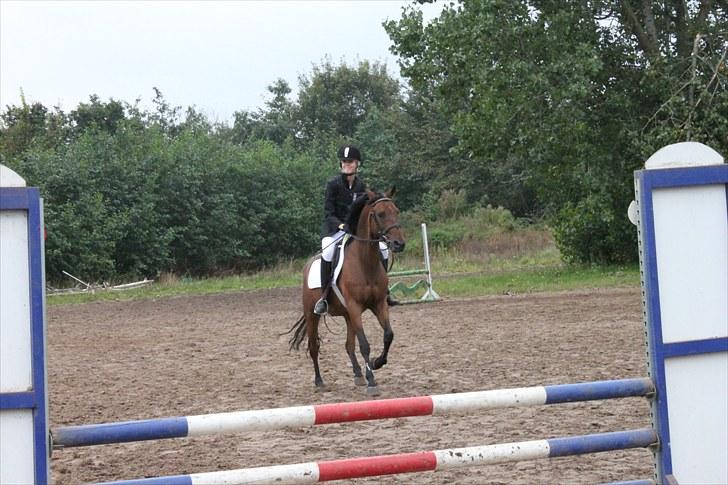 Tysk Sportspony Arking Jump - På banen(-; Foto: Ida, d. 12/09/10. billede 8
