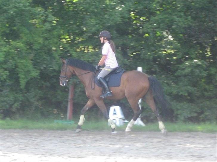 Holstener Zitano - Undervisning 1/9 - Taget af Line Rosenstand billede 10