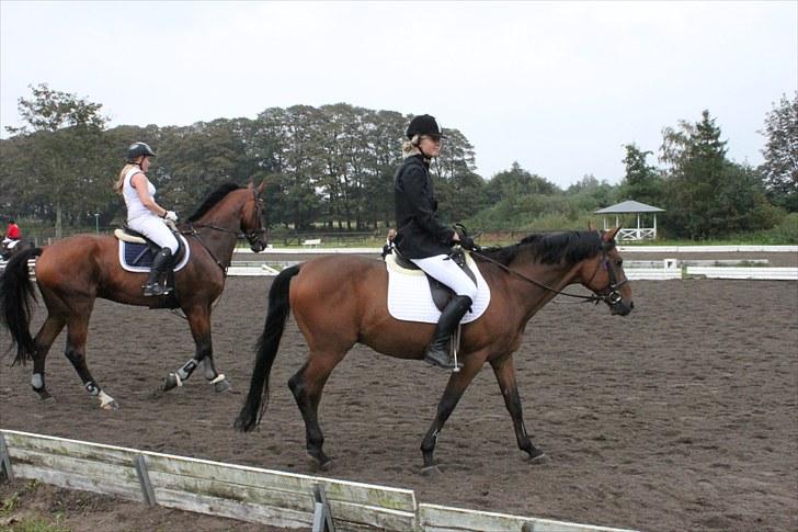 Tysk Sportspony Arking Jump - Det er store heste man er imod når man er gået over mål(-; Foto: Mor, d. 12/09/10. billede 14