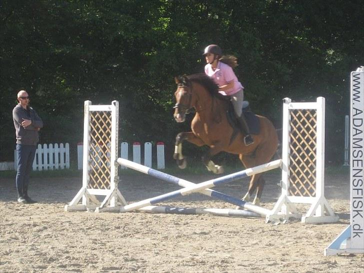 Holstener Zitano - Undervisning 1/9 - Taget af Line Rosenstand billede 11