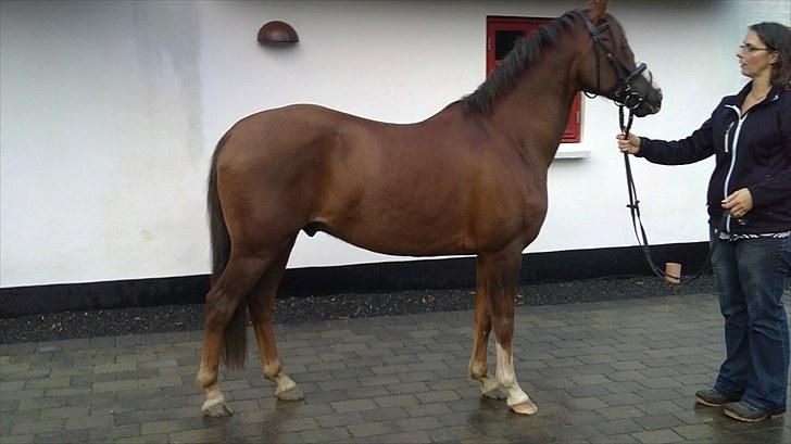 Tysk Sportspony D'Joy billede 9