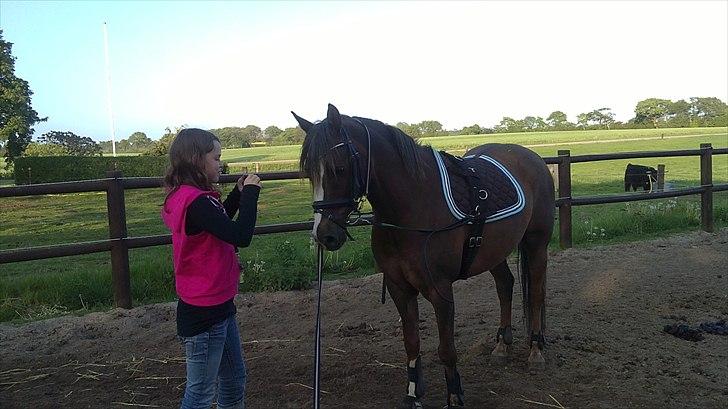 Tysk Sportspony D'Joy billede 10