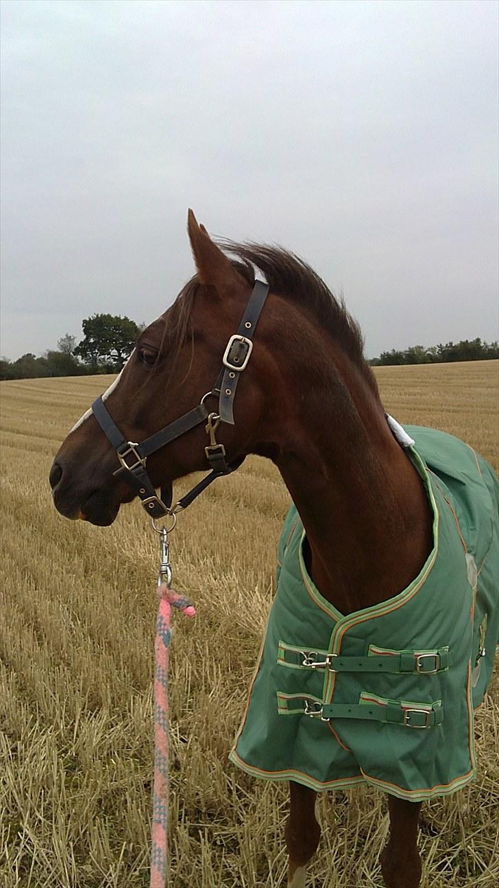 Tysk Sportspony D'Joy billede 11