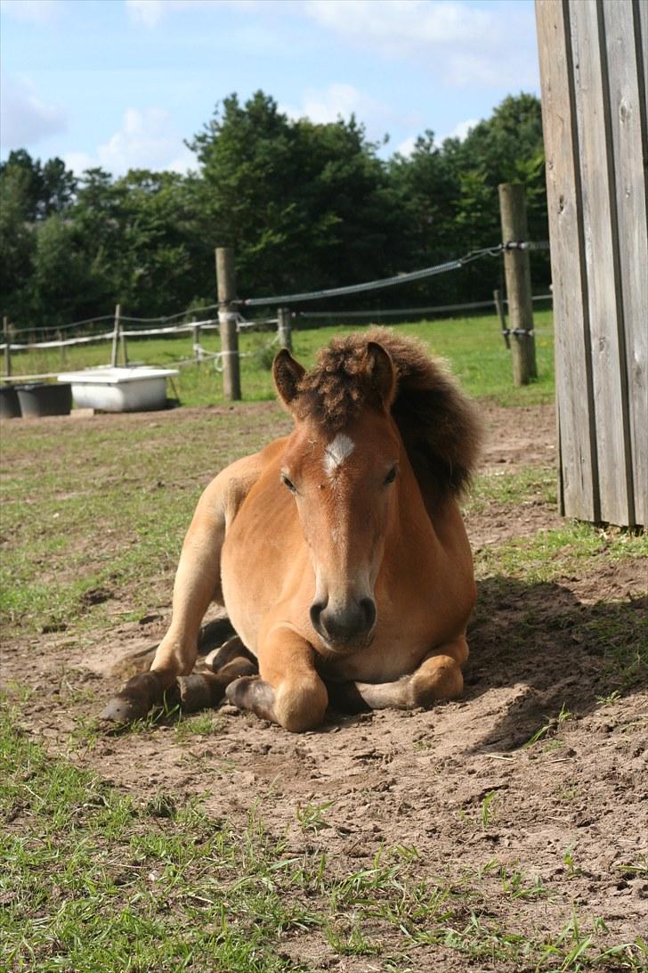 Anden særlig race Bella-Luna - Smukke piie tager en lille lur billede 8
