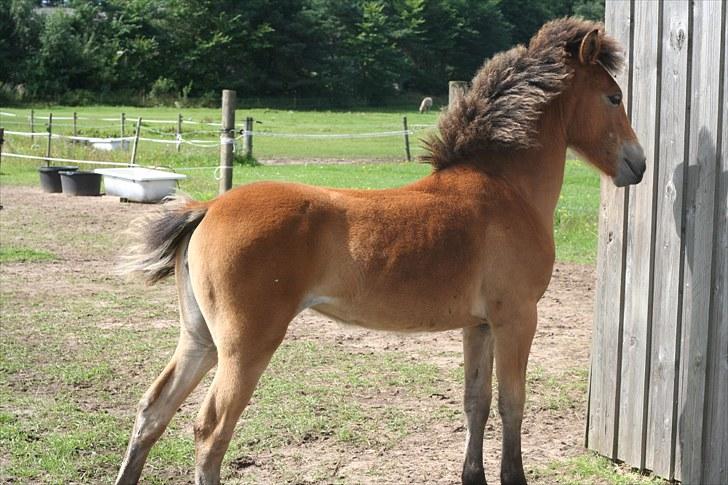 Anden særlig race Bella-Luna - Ih hvor er du fin !!! Strækker sig !! billede 9