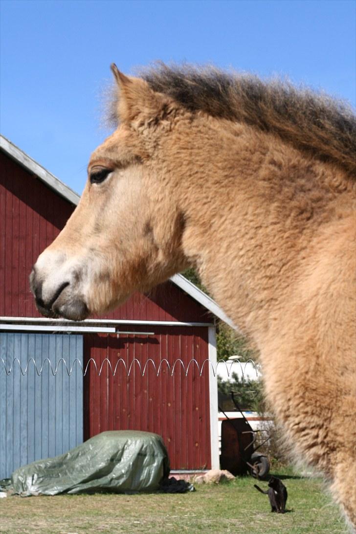 Anden særlig race Bella-Luna - Du er unik <3 billede 10