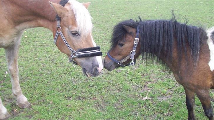 Tyroler Haflinger Nuser. - Nuser tør kun være i fold med Ozzy, ellers maser han gennem hegnet. Modige lille Nuser;O) billede 9