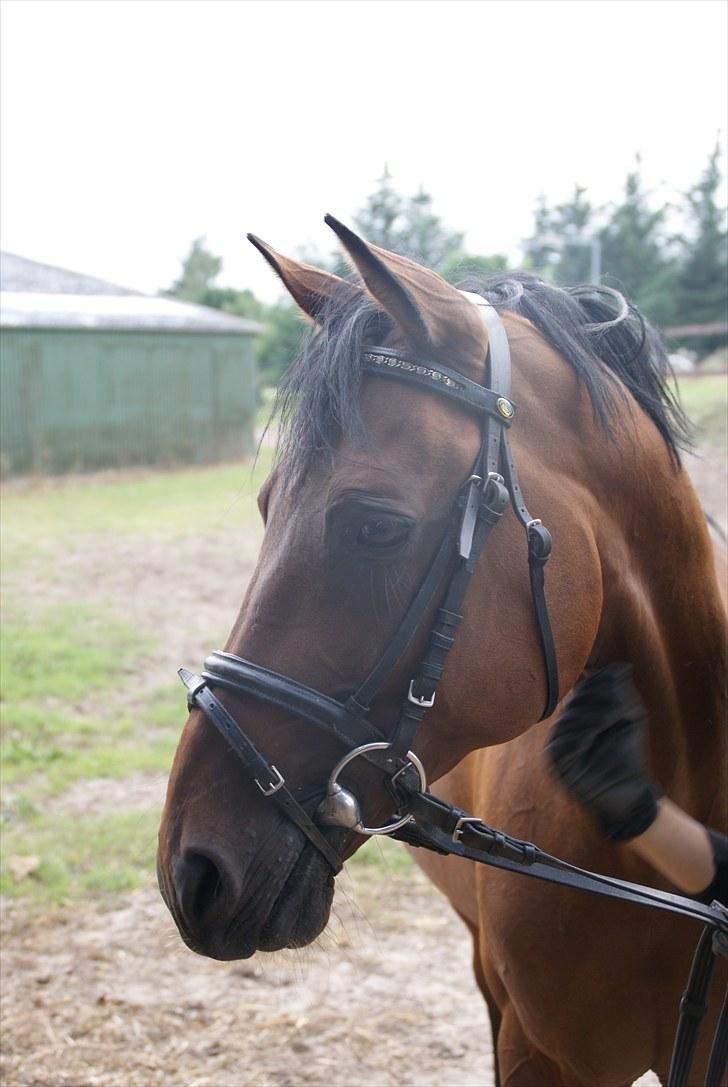 Tysk Sportspony Arking Jump - Hvorfor kom den hånd også lige med?!(-; Foto: Mette, d. 10/08/10. billede 15