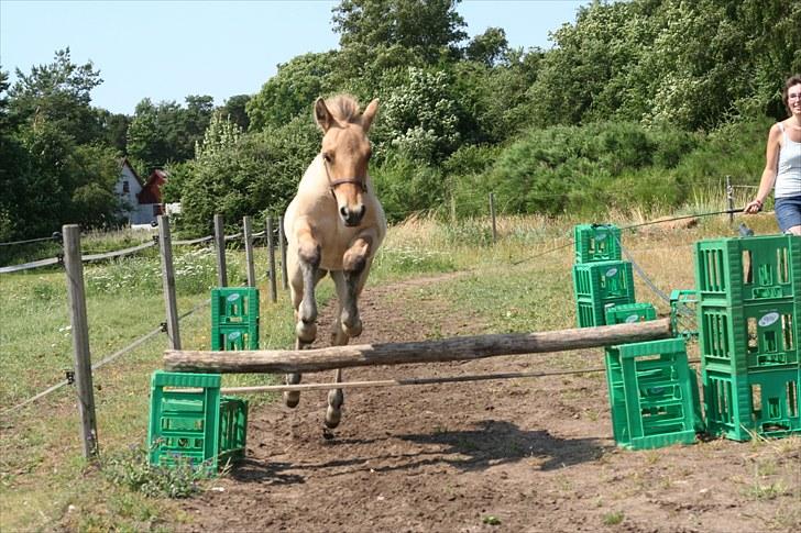 Anden særlig race Sexy Lover - kommer til at blive en god spring pony <3 billede 3