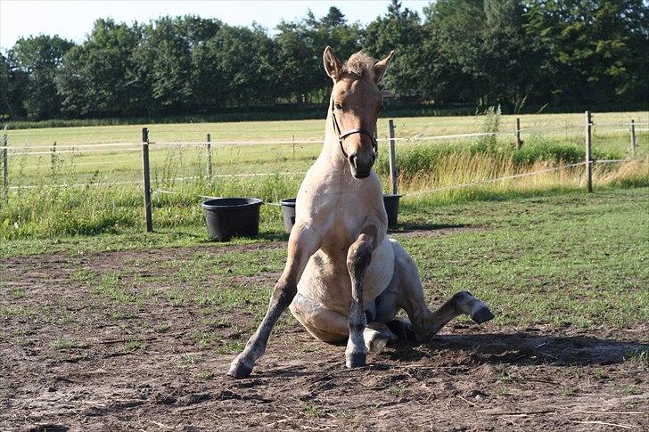 Anden særlig race Sexy Lover - Jeg sidder lige og slapper af xD billede 4