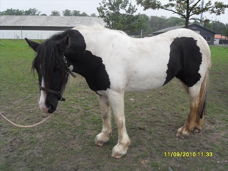 Irish Cob WW rosie billede 1