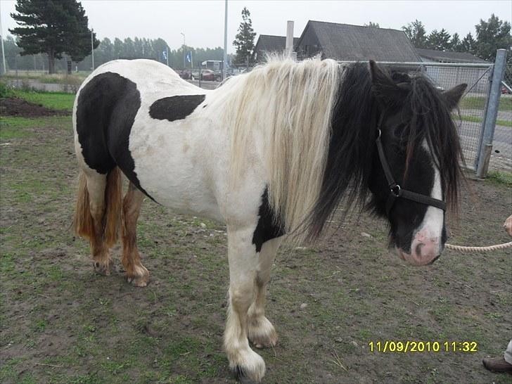 Irish Cob WW rosie billede 2