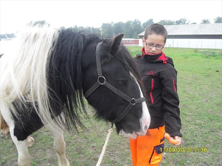 Irish Cob WW rosie billede 3