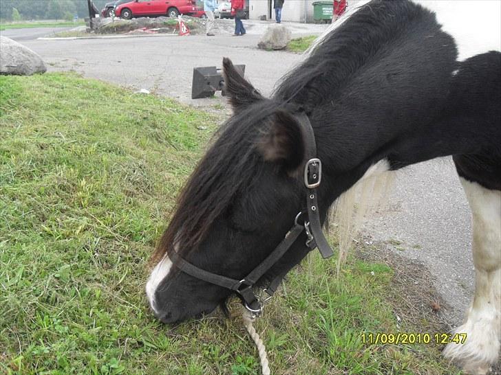 Irish Cob WW rosie billede 5