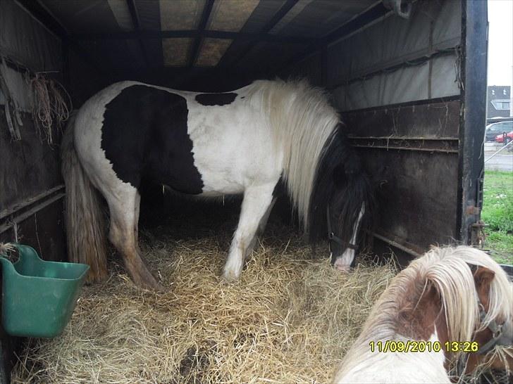 Irish Cob WW rosie billede 7