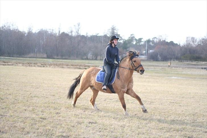 Anden særlig race Nuggi - En god galop ude på marken <3 billede 4