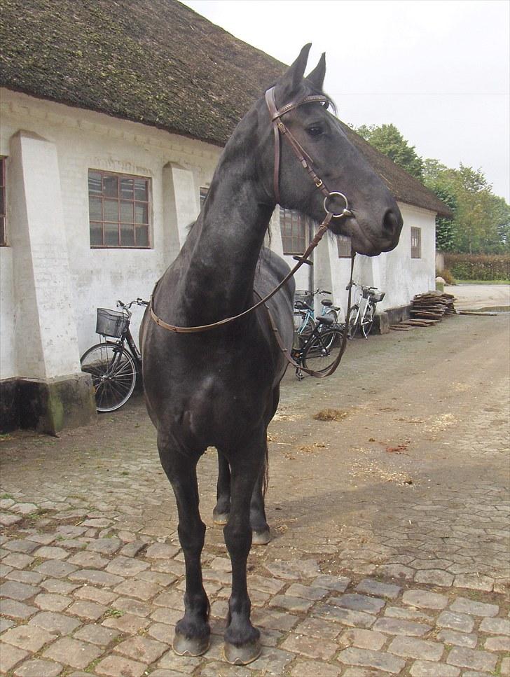 Frieser Sally billede 2