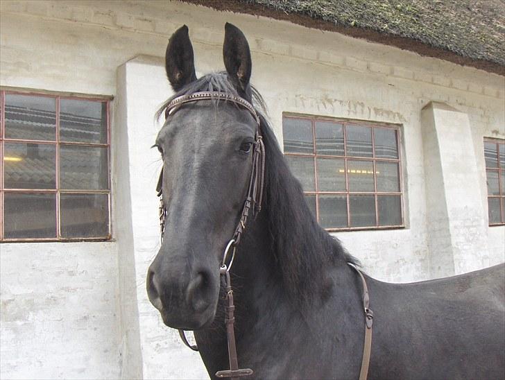 Frieser Sally billede 1