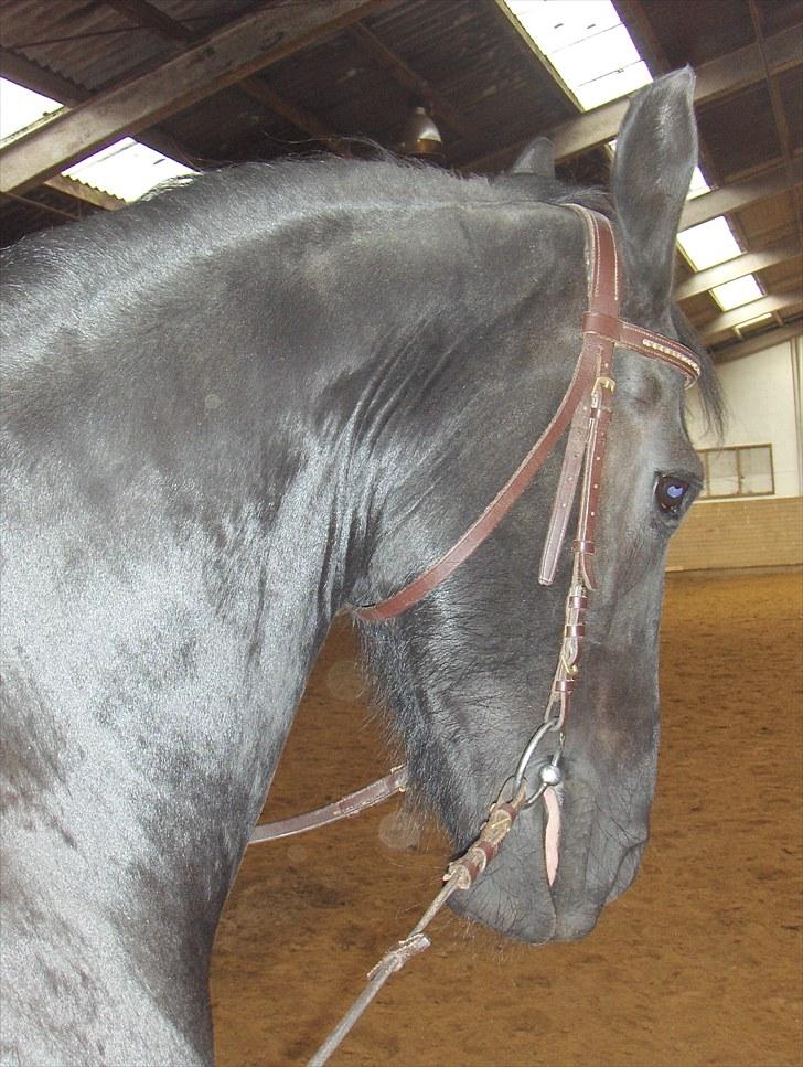 Frieser Sally billede 3