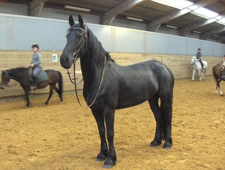 Frieser Sally billede 4