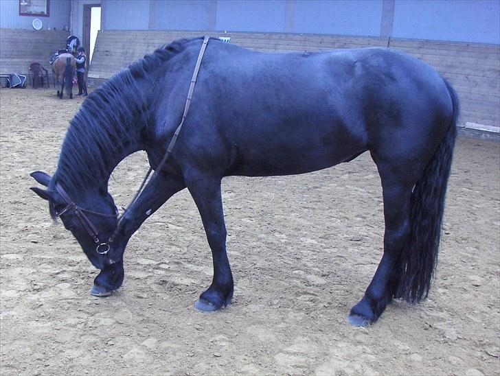 Frieser Sally billede 6