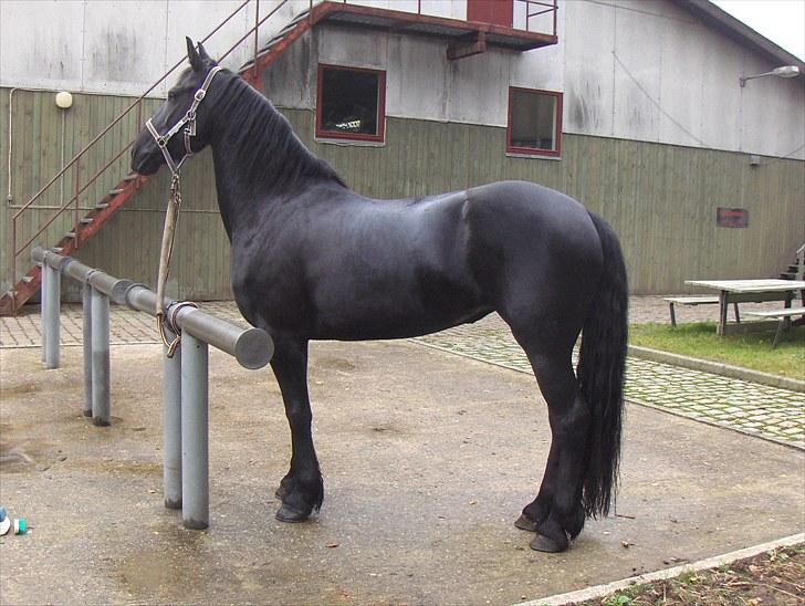 Frieser Sally billede 7