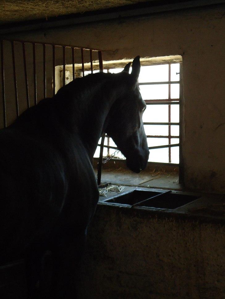 Frieser Sally billede 8