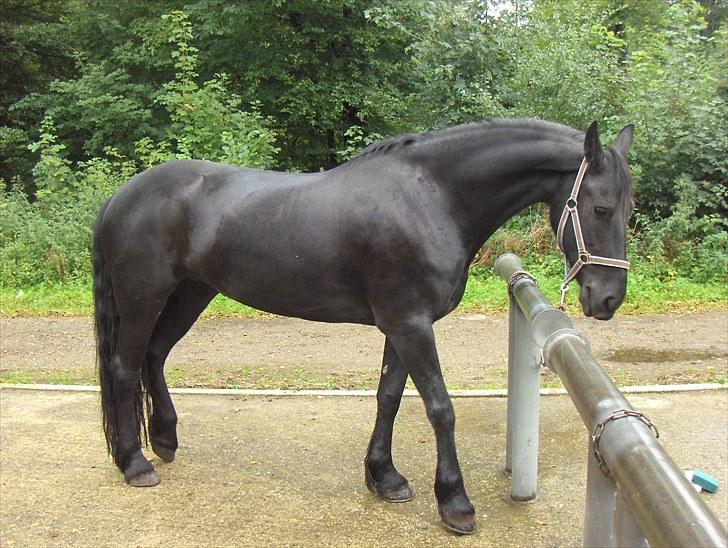 Frieser Sally billede 9